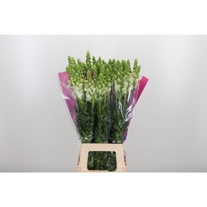 Antirrhinum Po White