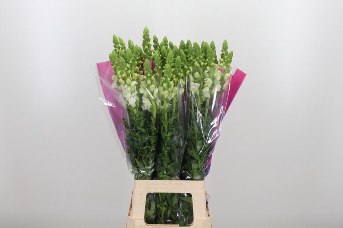 <h4>Antirrhinum Po White</h4>