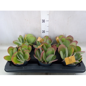 Kalanchoe NF thyrsiflora