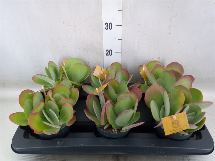 <h4>Kalanchoe NF thyrsiflora</h4>