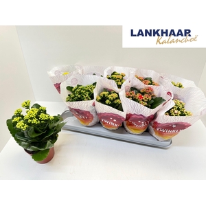 KAL GE PERF GEM 5 KL