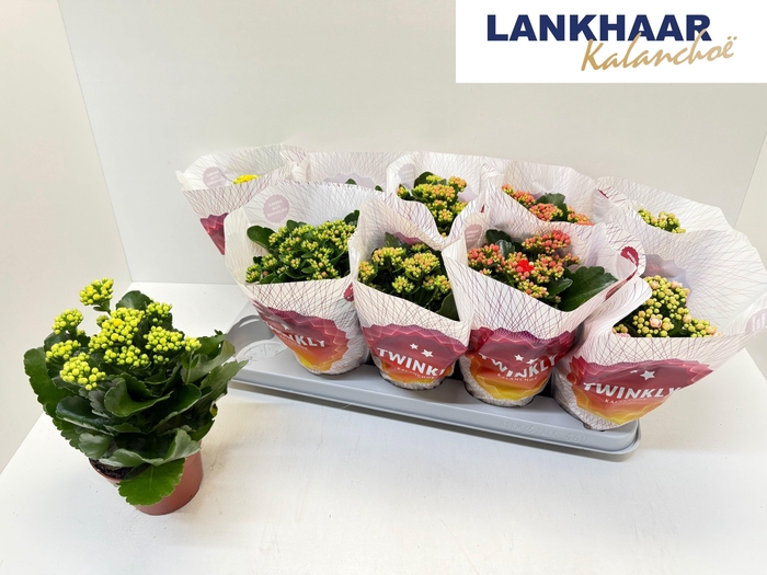 <h4>KAL GE PERF GEM 5 KL</h4>