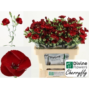 DI TE SOLAND CHERRYFLY