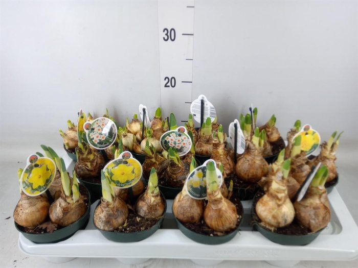 <h4>Narcissus   ...</h4>