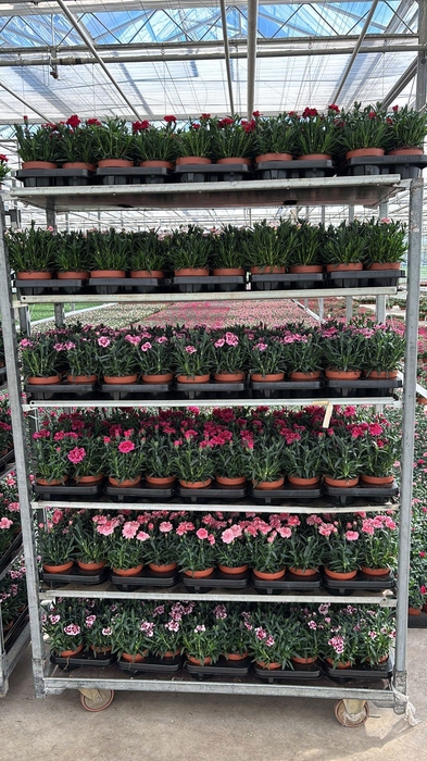 <h4>DIAN OSC GEM</h4>