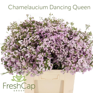Chamelaucium Dancing Queen
