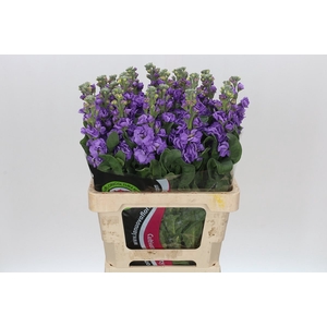 Matthiola Iron Blue