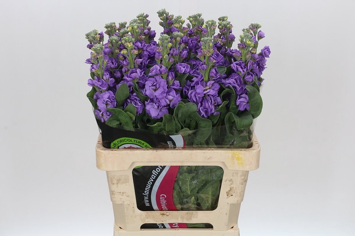 <h4>Matthiola Iron Blue</h4>