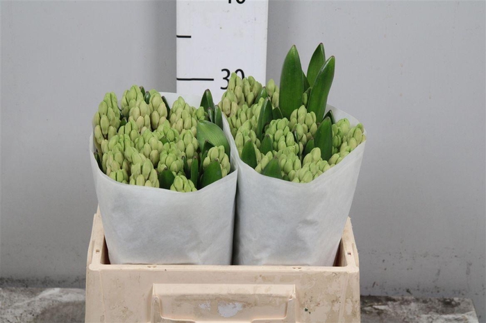 <h4>Hyac China Pink</h4>