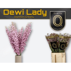 DELPH DU DEWI LADY 70CM X40