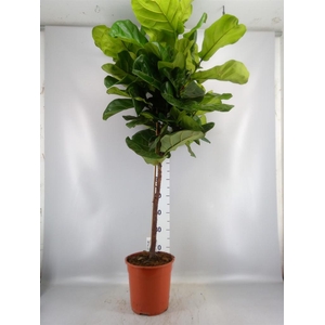 Ficus ...