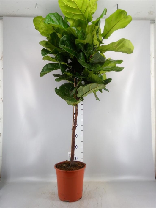 <h4>Ficus ...</h4>