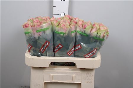 <h4>R Gr Belle Rose</h4>