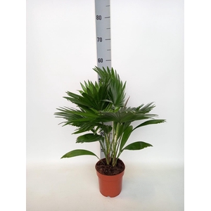 Livistona rotundifolia p14