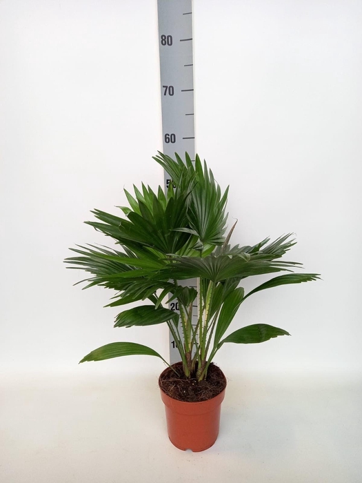 <h4>Livistona rotundifolia p14</h4>