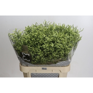 Limonium China Lemon