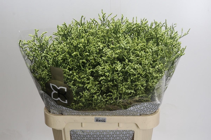 <h4>Limonium China Lemon</h4>
