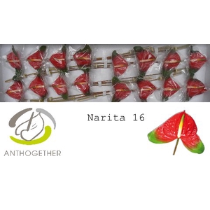 Anthurium Narita