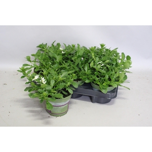 Scaevola White