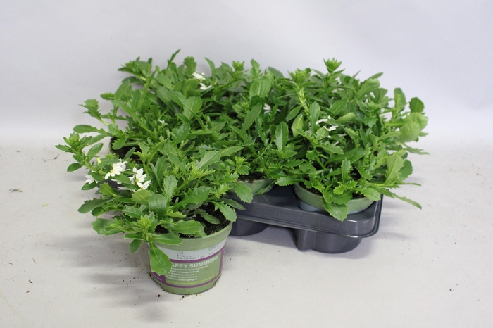 <h4>Scaevola White</h4>