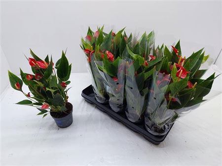 <h4>Anthu A Mil Flow Red 7+ Multiflower</h4>