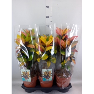 Codiaeum var. KL 'Mrs Iceton'