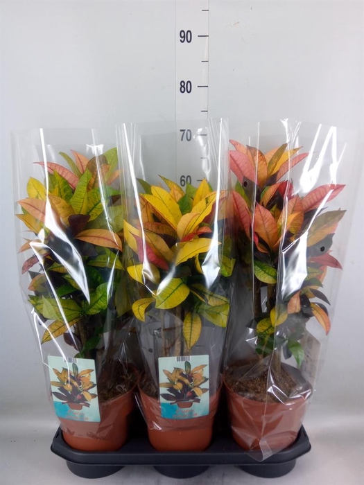 <h4>Codiaeum var. KL 'Mrs Iceton'</h4>