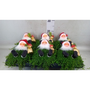 Soleirolia soleirolii   ...green