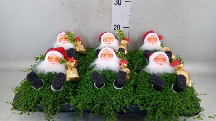 <h4>Soleirolia soleirolii ...green</h4>