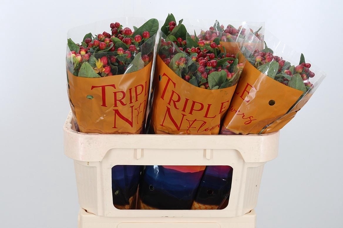 <h4>Hyp Mag Cherry</h4>