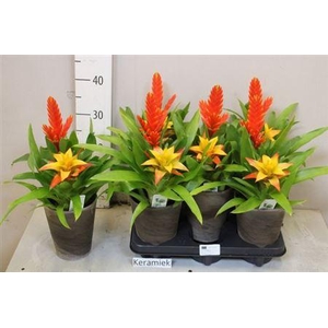 Arr Bromelia