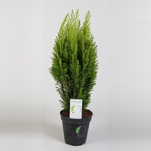 Chamaecyparis lawsoniana 'Empire' P13