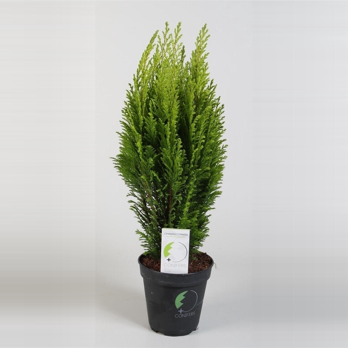 <h4>Chamaecyparis lawsoniana 'Empire' P13</h4>