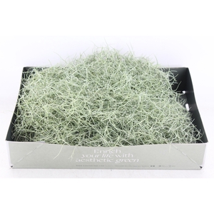 arr3 CP - Usneoides x6