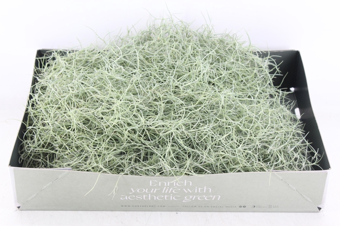 <h4>arr3 CP - Usneoides x6</h4>