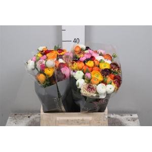 Ran El Mixed In Bunch