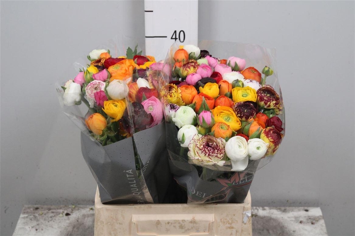 <h4>Ran El Mixed In Bunch</h4>