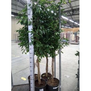 Ficus benja. 'Exotica'