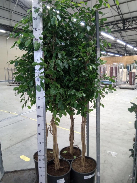 <h4>Ficus benja. 'Exotica'</h4>