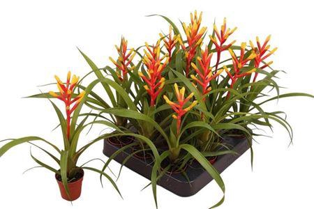 <h4>Guzm Spring</h4>