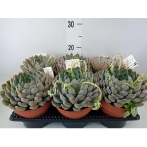 Echeveria   ...