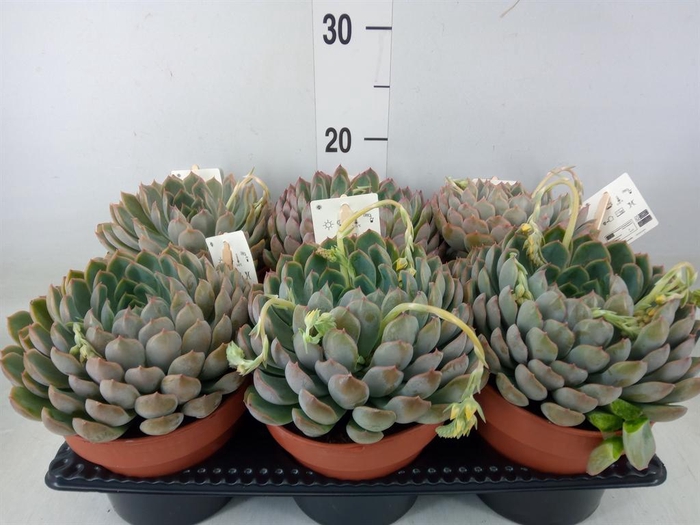 <h4>Echeveria ...</h4>