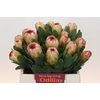 Protea Grandicolor
