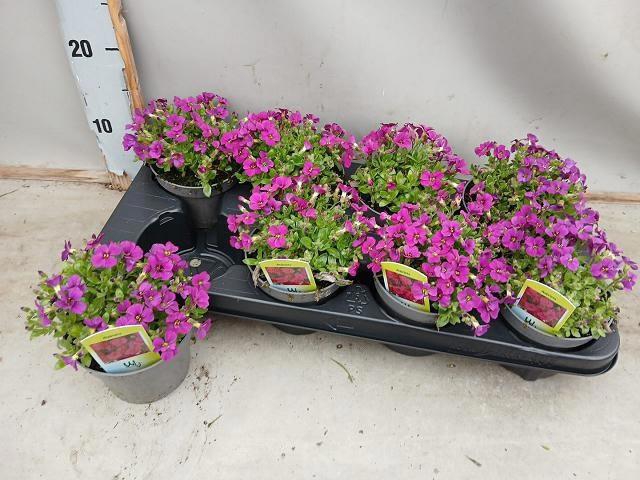 <h4>AUBR CASCADE PURPLE</h4>