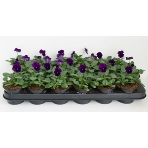 Viola Co Paars