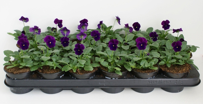<h4>Viola Co Paars</h4>
