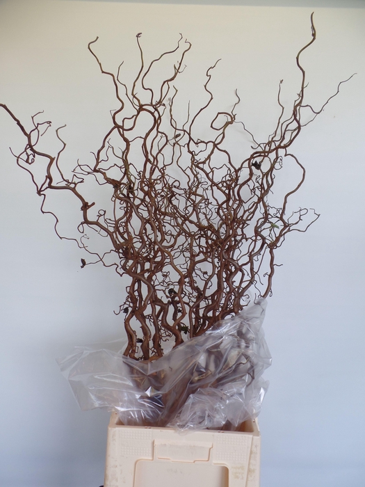 <h4>CORYL AV CONTORTA</h4>