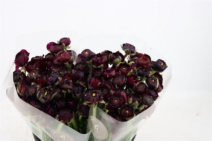 <h4>Ran Elegance Violet</h4>