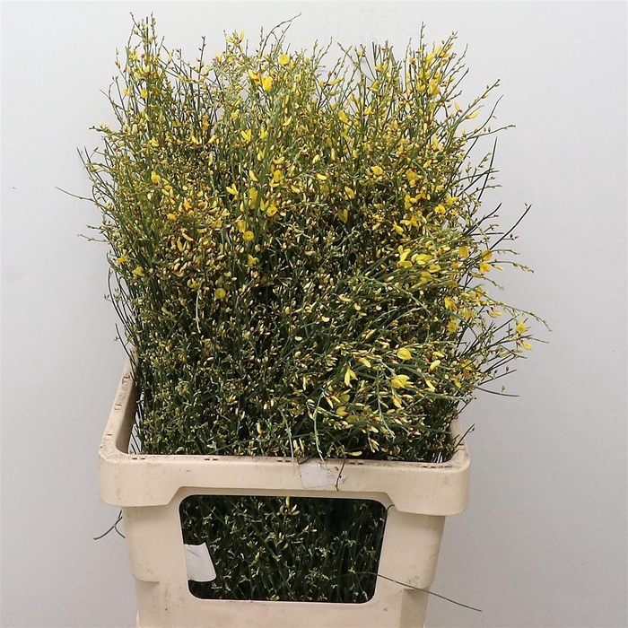 <h4>Ginster Yellow P Bunch 200gram</h4>