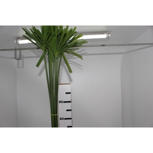 FOLHAGEM PAPIRUS CHINES